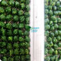 Neue Crop IQF gefrorene Spinatbälle mit ISO22000